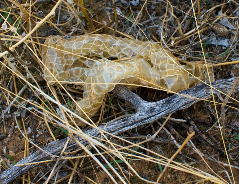 Snake Skin in Brush