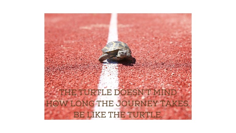 Your home organization projects may move as slow as this turtle but you can still enjoy the road