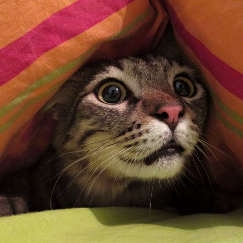 Big-eyed Cat Hiding