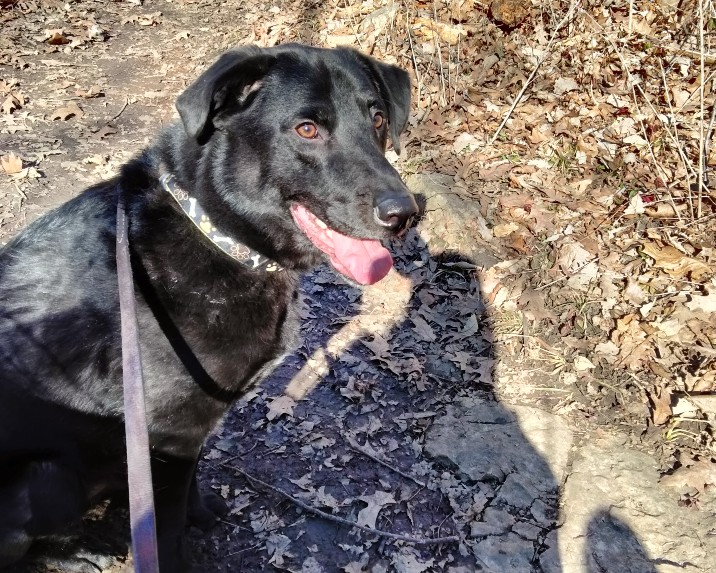 2024 Ted Black Lab Mix Dog